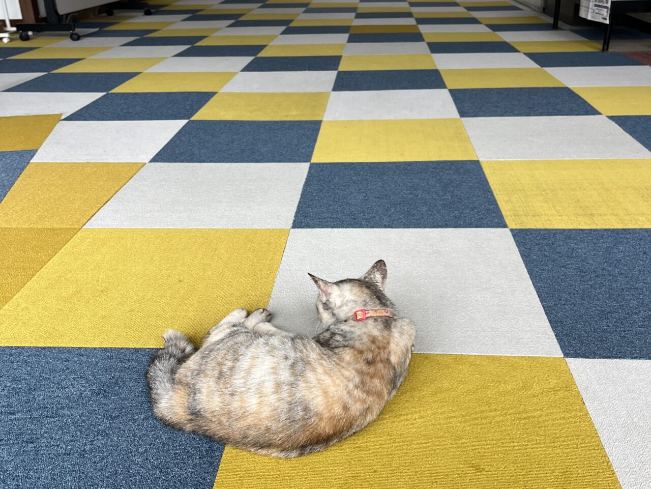 山田温泉旅館の猫ちゃん