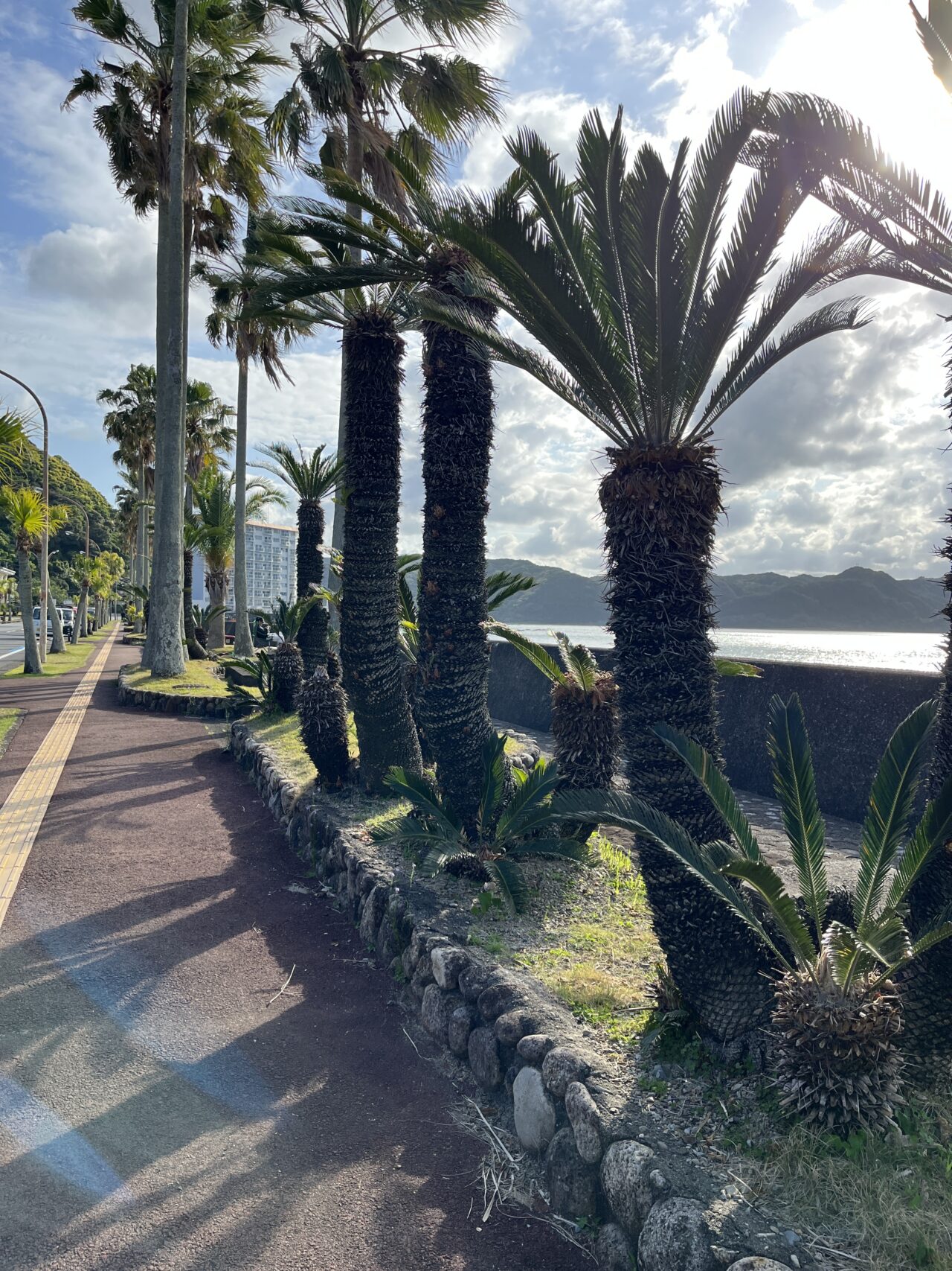 ヤシの木がリゾート感たっぷり