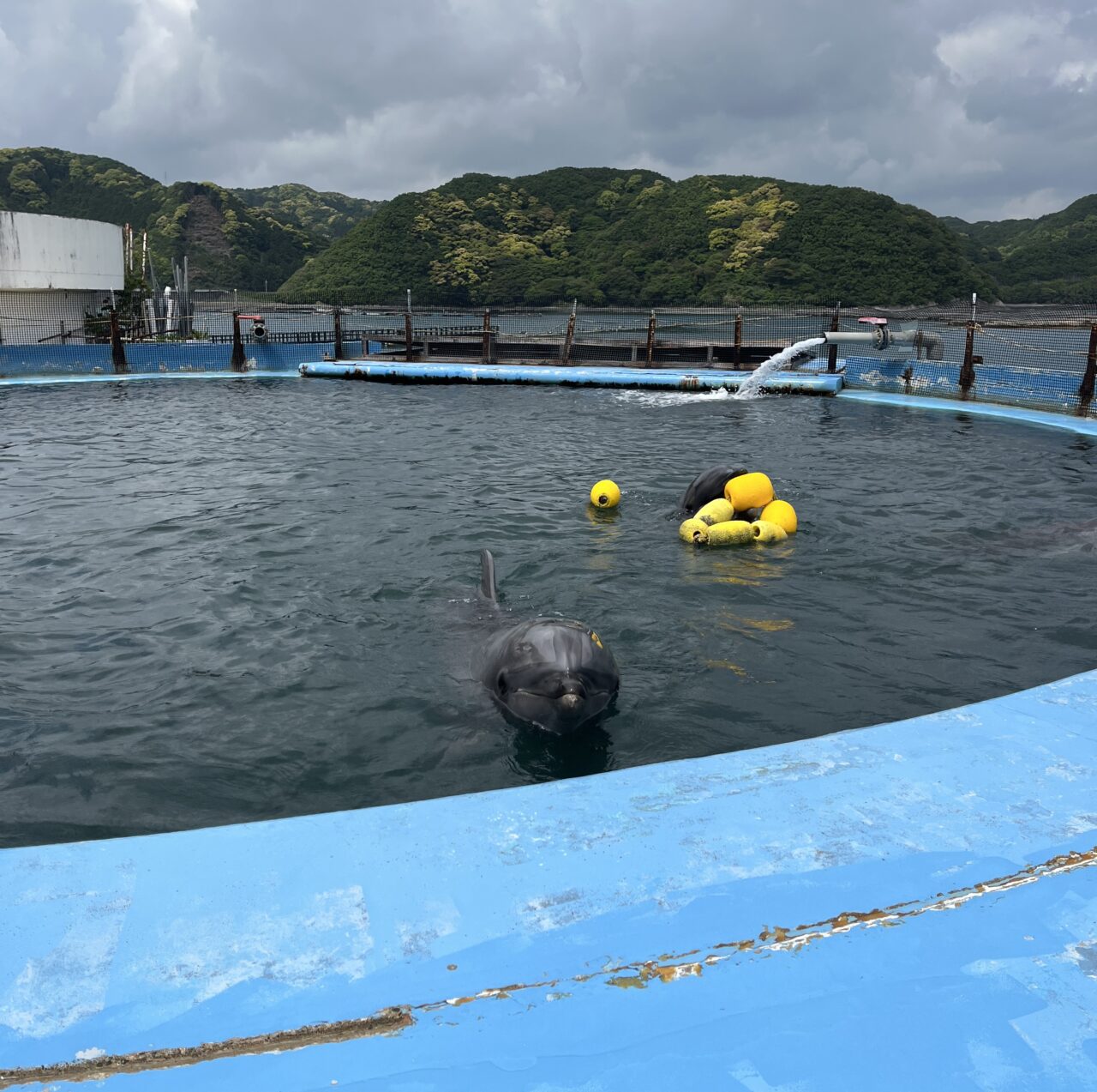 ドルフィンリゾートのイルカ