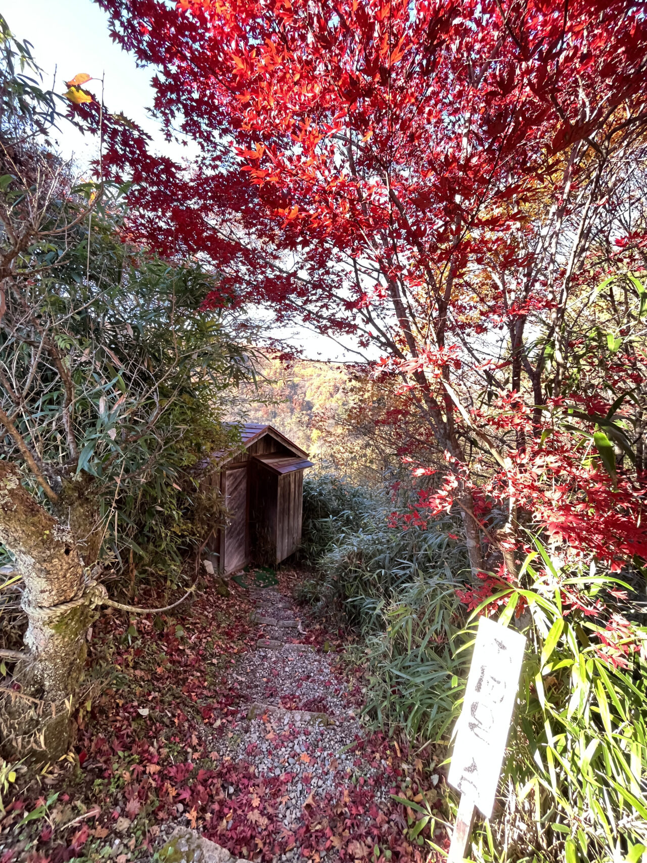 露天風呂の小屋前は赤い紅葉