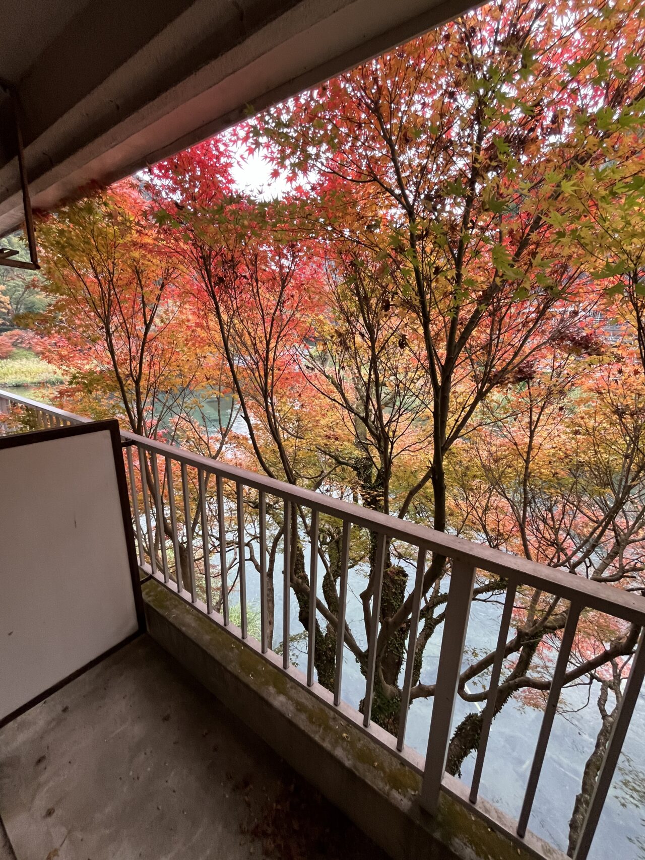 ベランダからは美しい紅葉