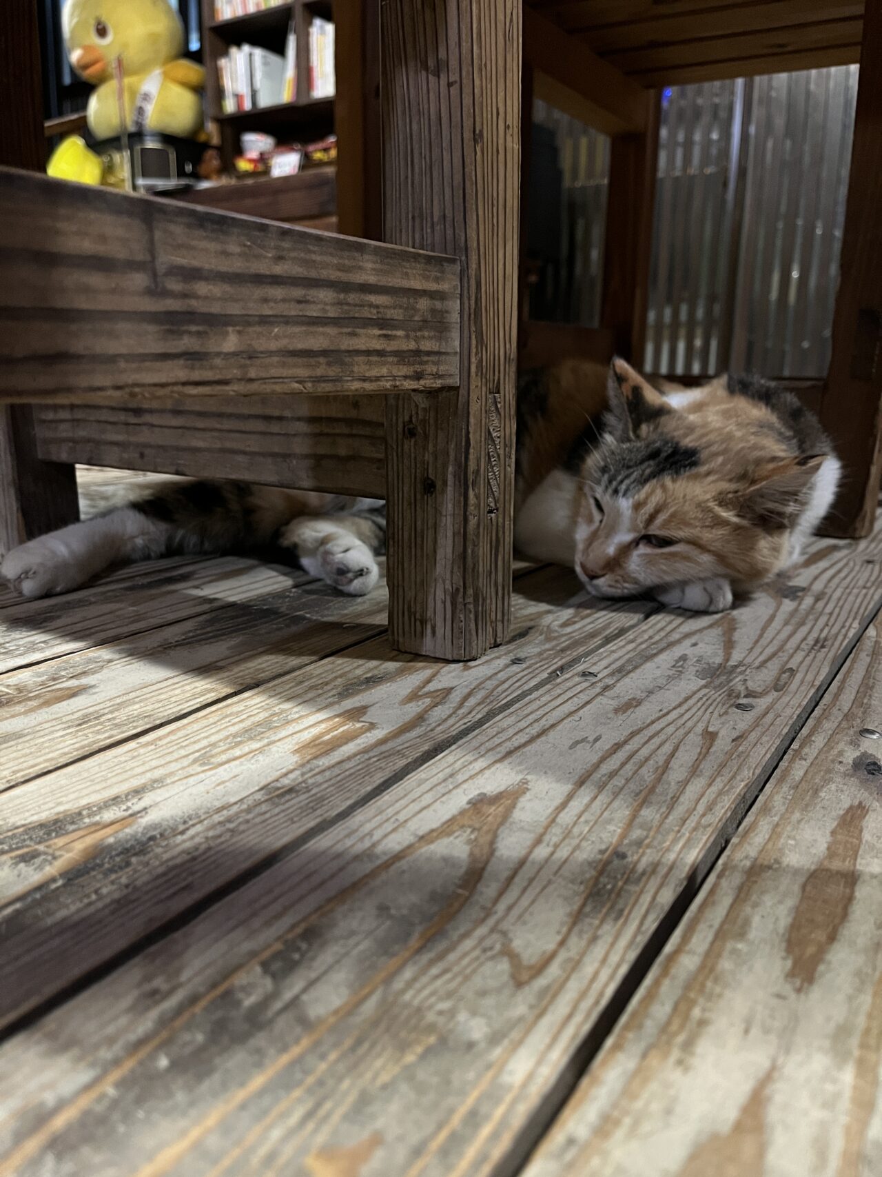机の下に隠れる「つばめちゃん」