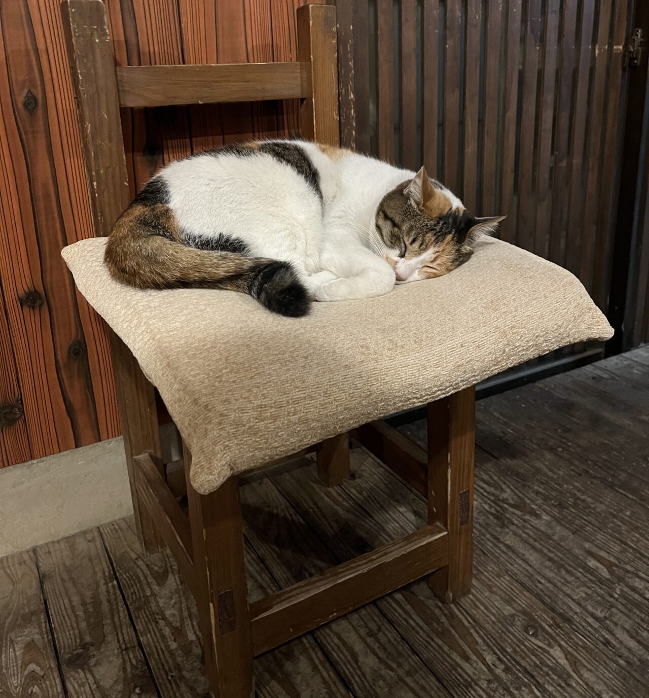 椅子の上で眠りこける「すずめちゃん」