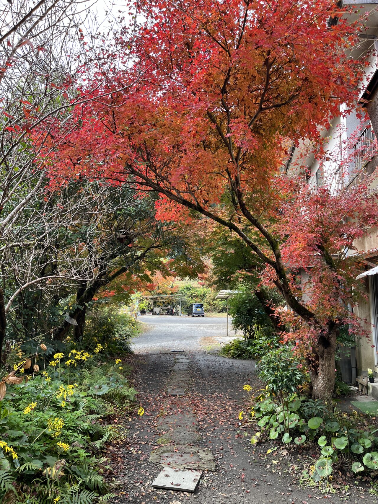 紅葉と花がきれいなお庭