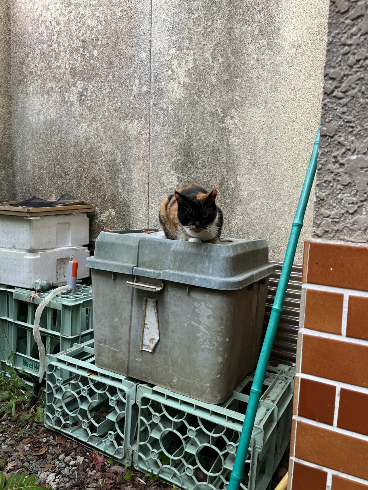 宿に住む猫ちゃん